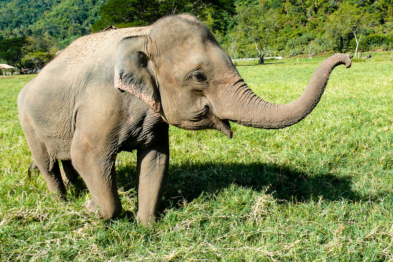 Elephant Nature Park, Thailande