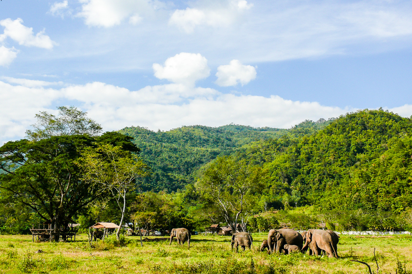 Elephant Nature Park, Thailande