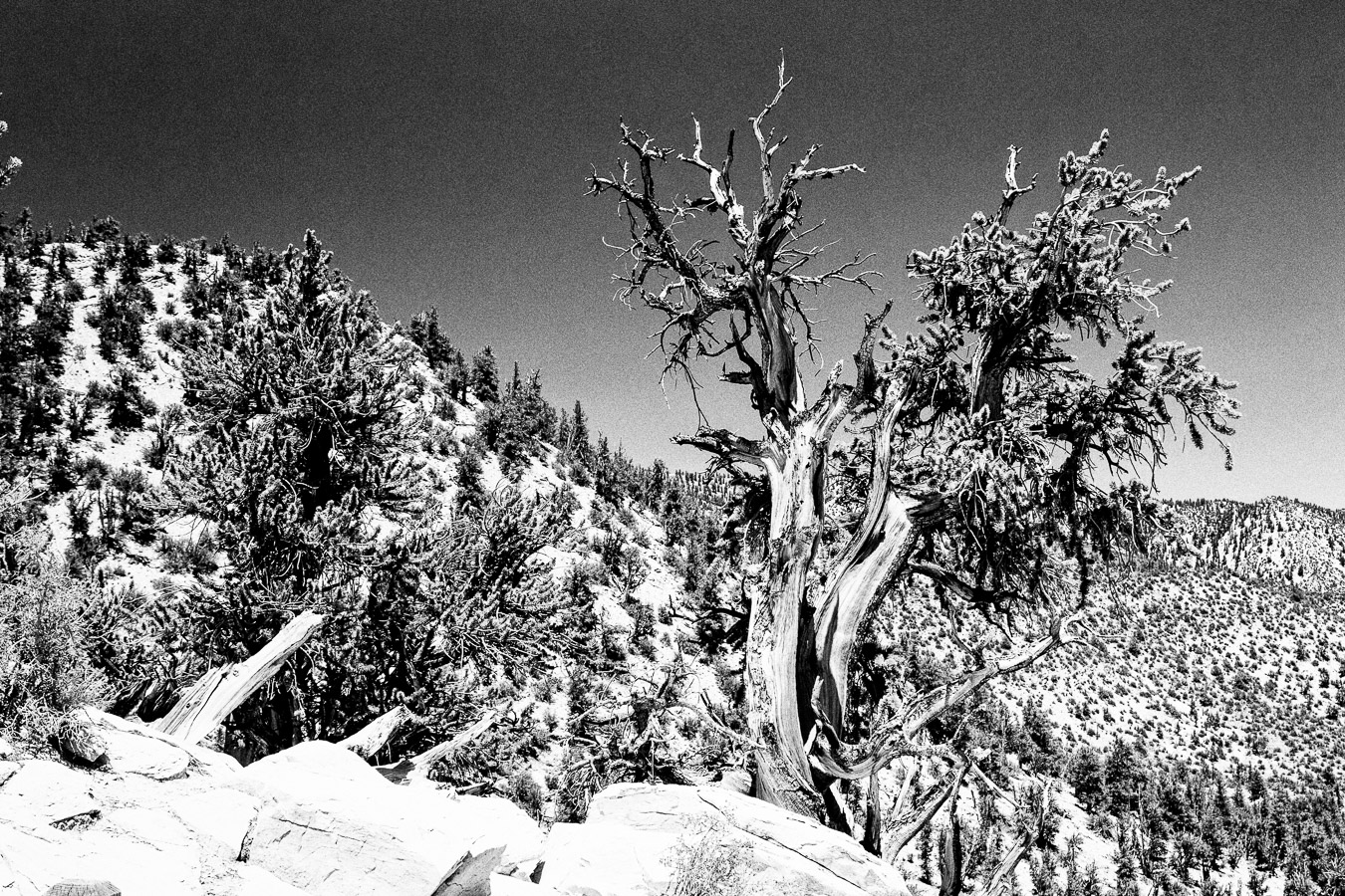 Souvenirs américains - bristlecone pine