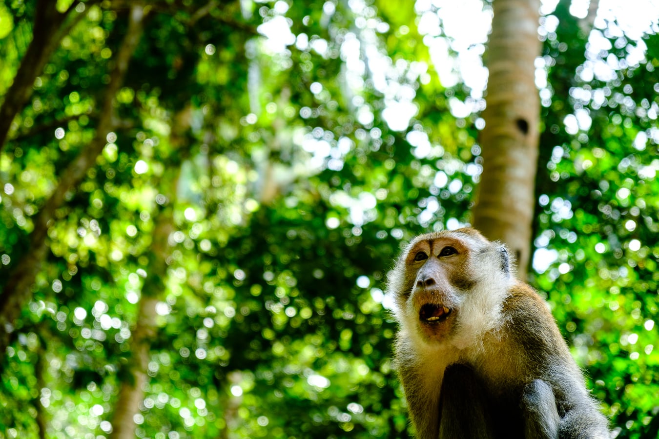 Que faire à Tonsai beach - Macaque à Railay