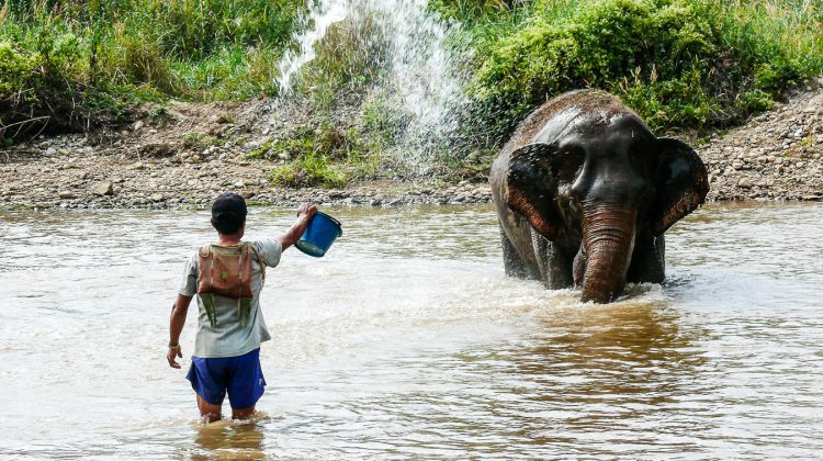 Elephant Nature Park, Thailande