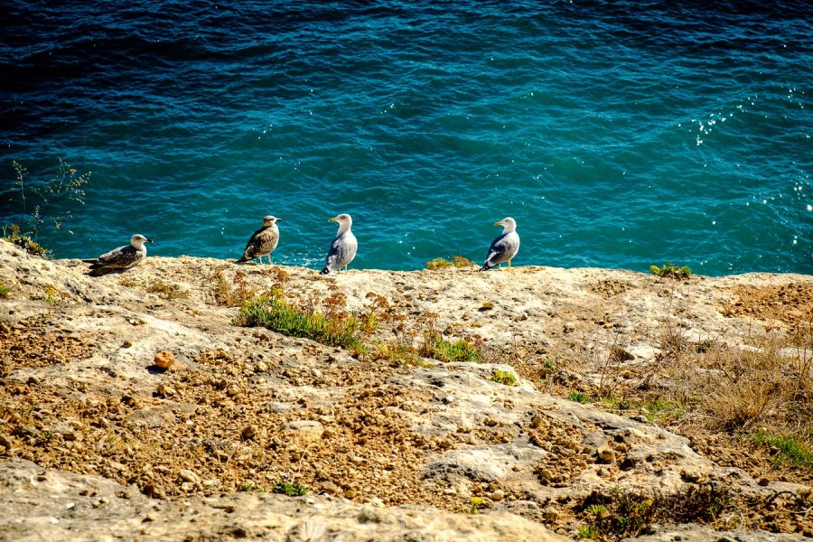 Plages et falaises de l'Algarve