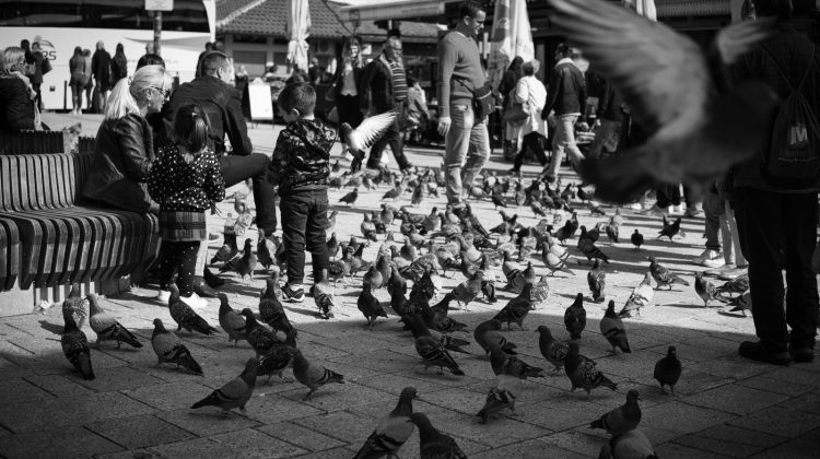 Que faire à Sarajevo - pigeons