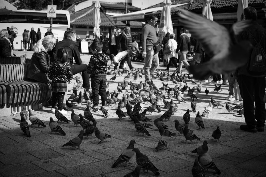 Que faire à Sarajevo - pigeons